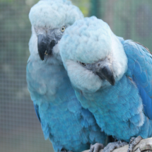 11 ararinhas-azuis recapturadas são infectadas com vírus letal  - Reprodução/ICMBio/Camile Lugarini