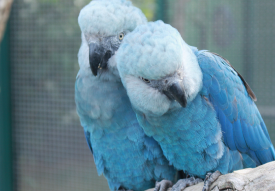 Reprodução/ICMBio/Camile Lugarini