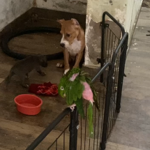 Suspeitos de mutilar cachorro são presos com drogas, arma e dinheiro em MG - PMMG/Reprodução