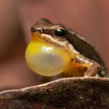 Sapo Foguetinho: arisco e ‘cantador’, esse anfíbio é típico do Cerrado brasileiro -  Divulgação Instituto Boitatá