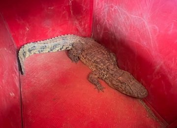 Jacaré invade aeroporto de Patos de Minas -  (crédito: DivulgaÃ§Ã£o/CBMG)