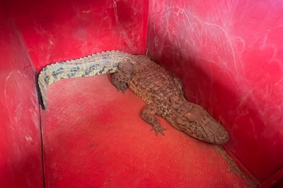 Jacaré invade aeroporto de Patos de Minas -  (crédito: DivulgaÃ§Ã£o/CBMG)