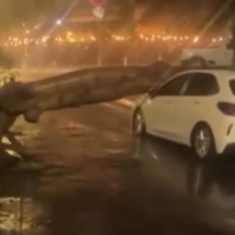 Árvore cai sobre carros e interdita rua em BH; veja o vídeo - Redes Sociais/Reprodução