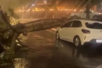 Árvore cai sobre carros e interdita rua no Jardim Guanabara, em BH -  (crédito: Redes Sociais/Reprodução)