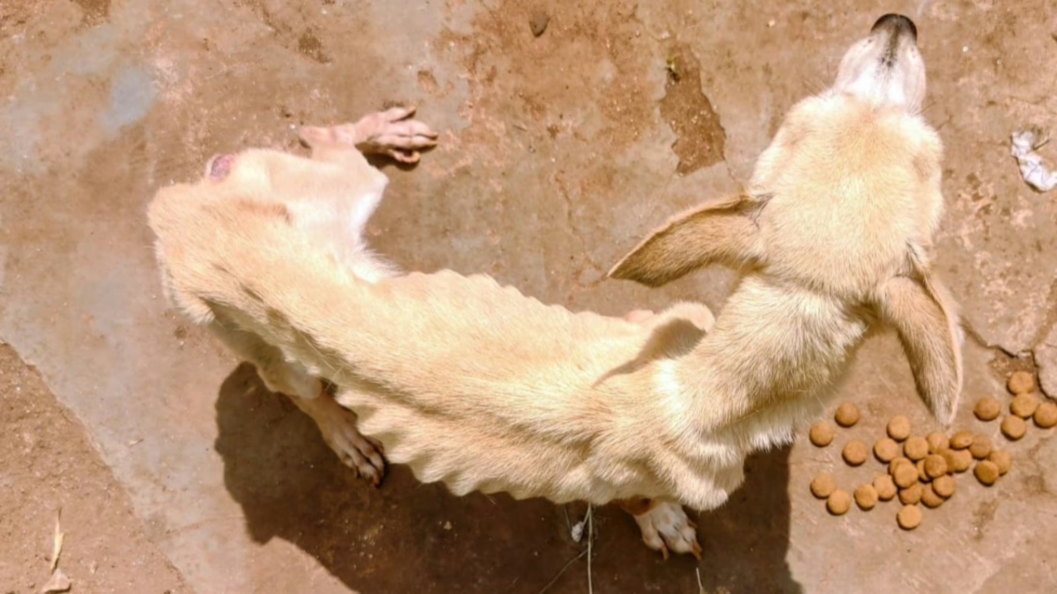 Denúncia leva a resgate de cachorro maltratado por 15 anos em Minas - DivulgaÃ§Ã£o/PMMG