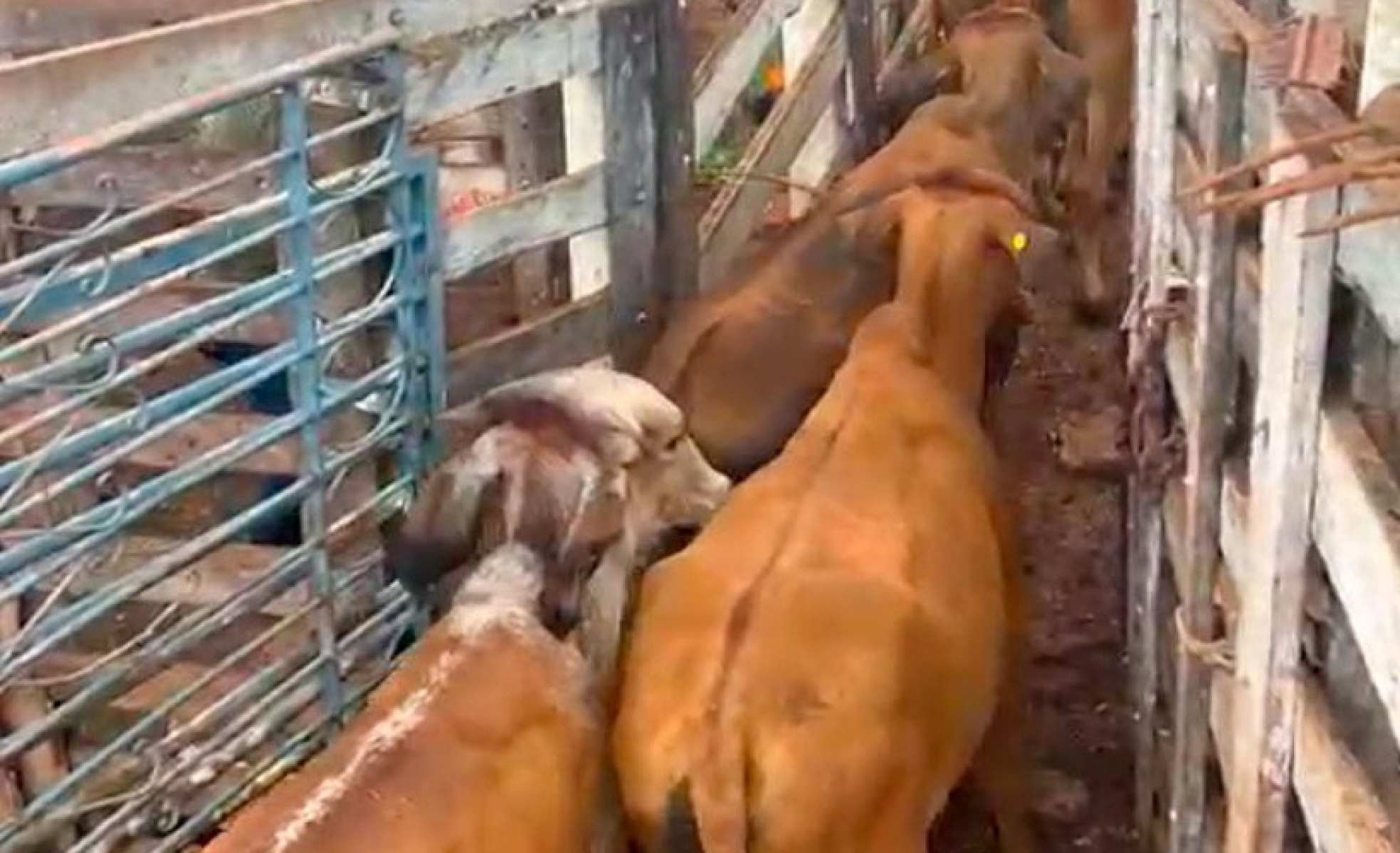 Fazendeiro é preso por receptação de 22 novilhas recuperadas pela PM - Divulga&ccedil;&atilde;o/PMMG