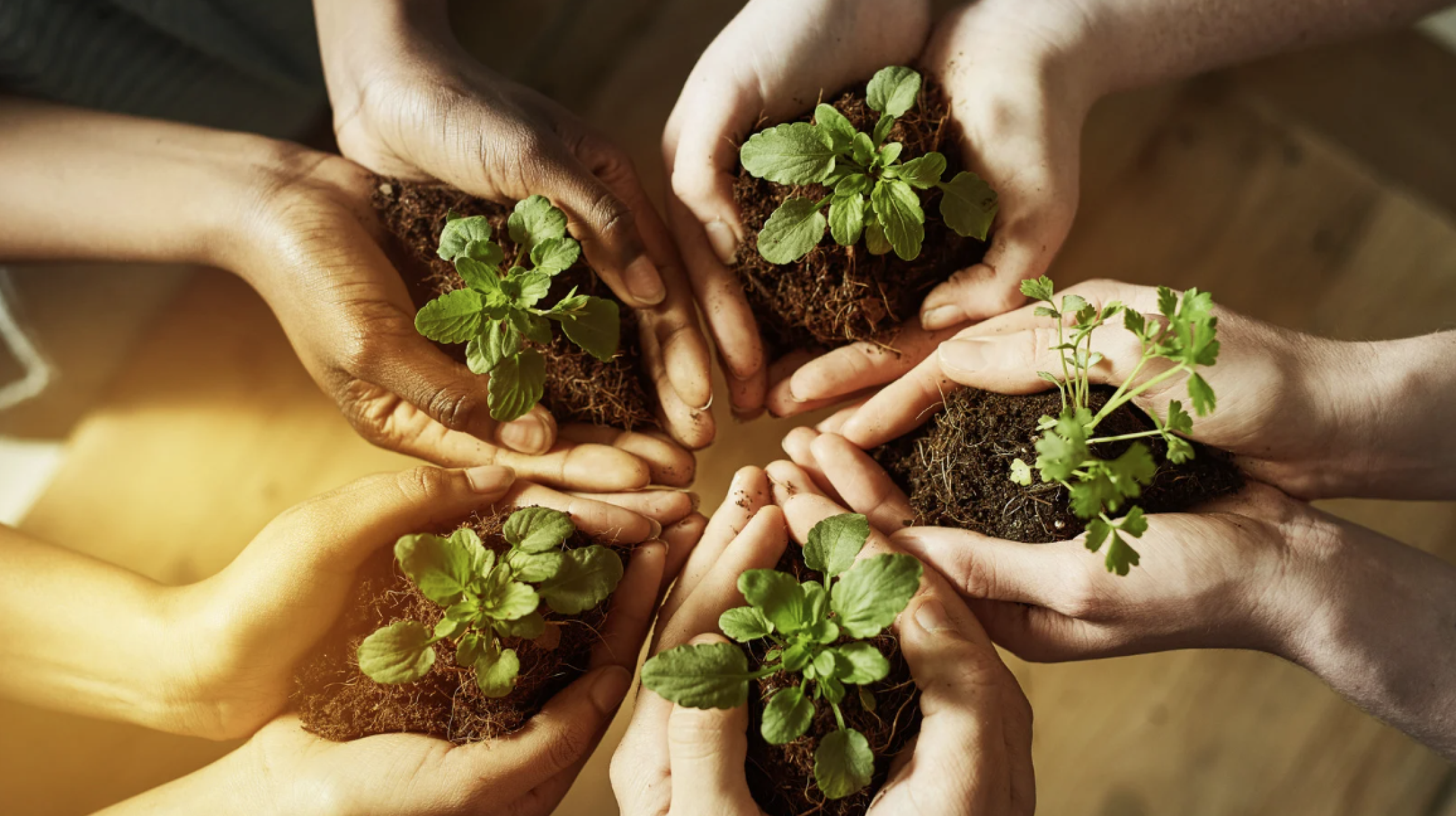 Educação Ambiental visa desenvolver a compreensão integrada do meio ambiente - DINO