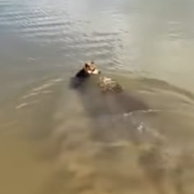 Jacaré Alfredo ataca cachorro em Lagoa Santa - Reprodução/Redes Sociais/Lucas Gomes