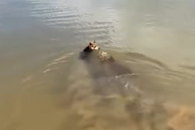 Jacaré Alfredo ataca cachorro em Lagos Santa -  (crédito: Reprodução/Redes Sociais/Lucas Gomes)