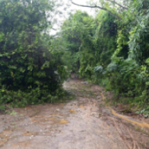 Chuva forte derruba árvores e interdita vias em Montes Claros - Corpo de Bombeiros/Reprodução