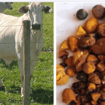 Pedras na vesícula dos bois valem milhões de reais; entenda o motivo - Alex S Araujo wikimedia commons e Reprodução Twitter 