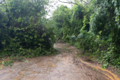 Uma das árvore que caíram chegou a interditar o acesso ao Parque Lapa Grande, em Montes Claros -  (crédito: Corpo de Bombeiros/Reprodução)