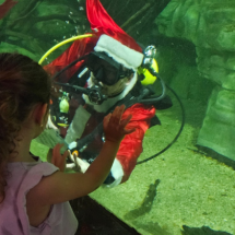 Aquário em BH recebe visita de Papai Noel neste domingo (14/12) - Reprodução / Lívia Ansaloni