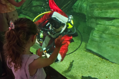 Para acompanhar a visita do bom velhinho basta adquirir o ingresso para acesso ao Aquário neste domingo (14) -  (crédito: Reprodução / Lívia Ansaloni)