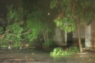 Nos bairros Santa Branca e Santa Amélia há registros de queda de árvores desde a madrugada deste sábado (13/12) -  (crédito: Redes Sociais / Reprodução)