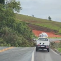 Queda de árvore interdita BR-116 e provoca lentidão nesta segunda (15/12) - Redes Sociais/Reprodução