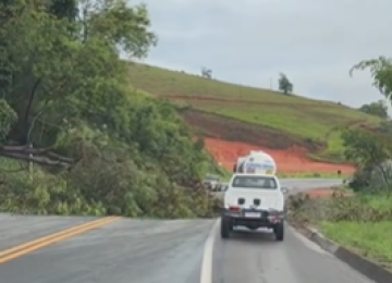 Árvore de grande porte chegou a interditar a BR-116 em Minas -  (crédito: Redes Sociais/Reprodução)