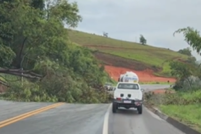 Árvore de grande porte chegou a interditar a BR-116 em Minas -  (crédito: Redes Sociais/Reprodução)
