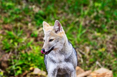 Você conhece o graxaim-do-campo?  Com o nome científico de Lycalopex Gymnocercus, ele assemelha-se a uma raposa. 
É encontrado em países como Brasil, Argentina, Uruguai e Paraguai. Seu nome vem do termo indígena 'graxaim', usado para designar raposas.
 -  (crédito:  Vinicios de Moura/Wikimedia Commons)