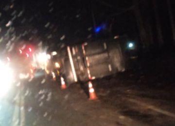 Carreta carregada com bois tomba e interdita BR-381 em Minas -  (crédito: Redes Sociais/Reprodução)