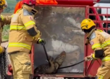 V&iacute;deo: bombeiros resgatam jacar&eacute; em ruas de Patos de Minas -  (crédito: Reprodu&ccedil;&atilde;o/Redes sociais)