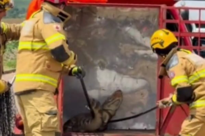 V&iacute;deo: bombeiros resgatam jacar&eacute; em ruas de Patos de Minas -  (crédito: Reprodu&ccedil;&atilde;o/Redes sociais)