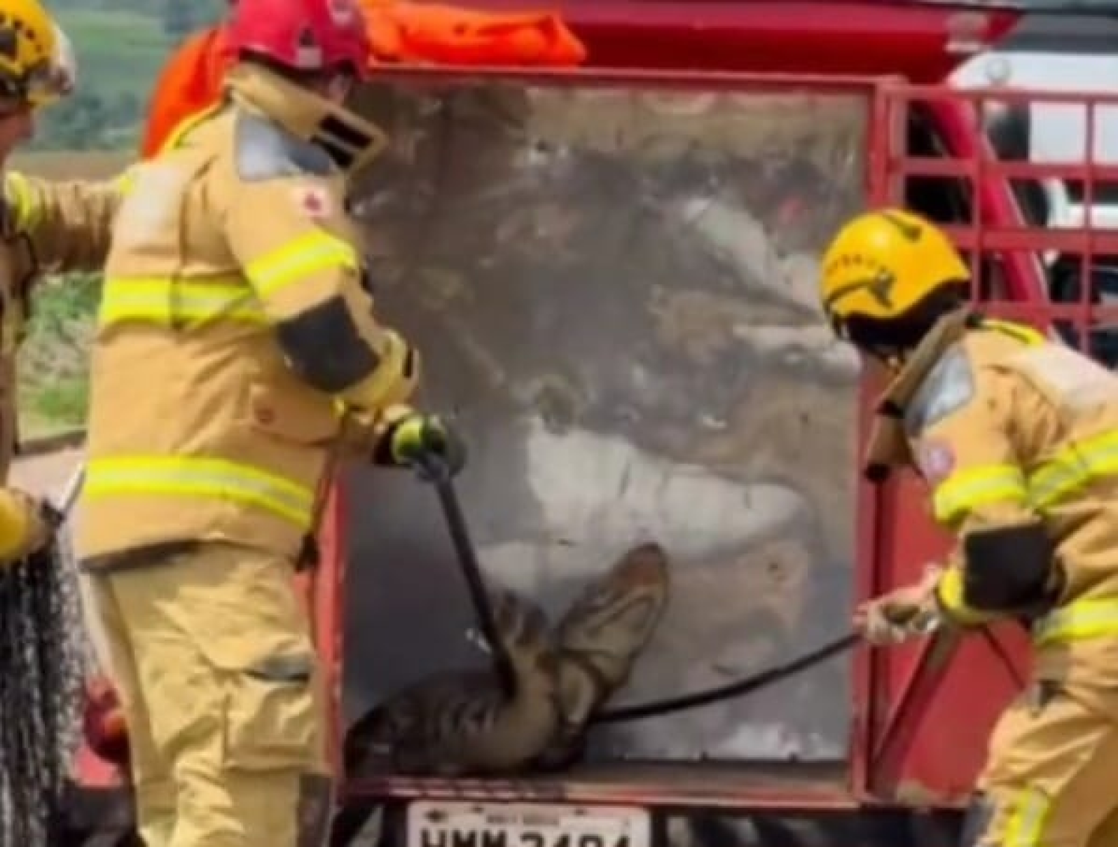 Vídeo: bombeiros resgatam jacaré nas ruas de Patos de Minas - Reprodu&ccedil;&atilde;o/Redes sociais