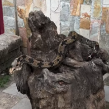 Vídeo: Jiboia Amazônica é vista em bairro do Barreiro, em BH  - Reprodução/Redes Sociais