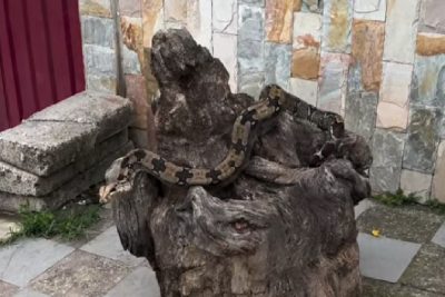 Jiboia Amazônica é vista no Barreiro, em BH -  (crédito: Reprodução/Redes Sociais)