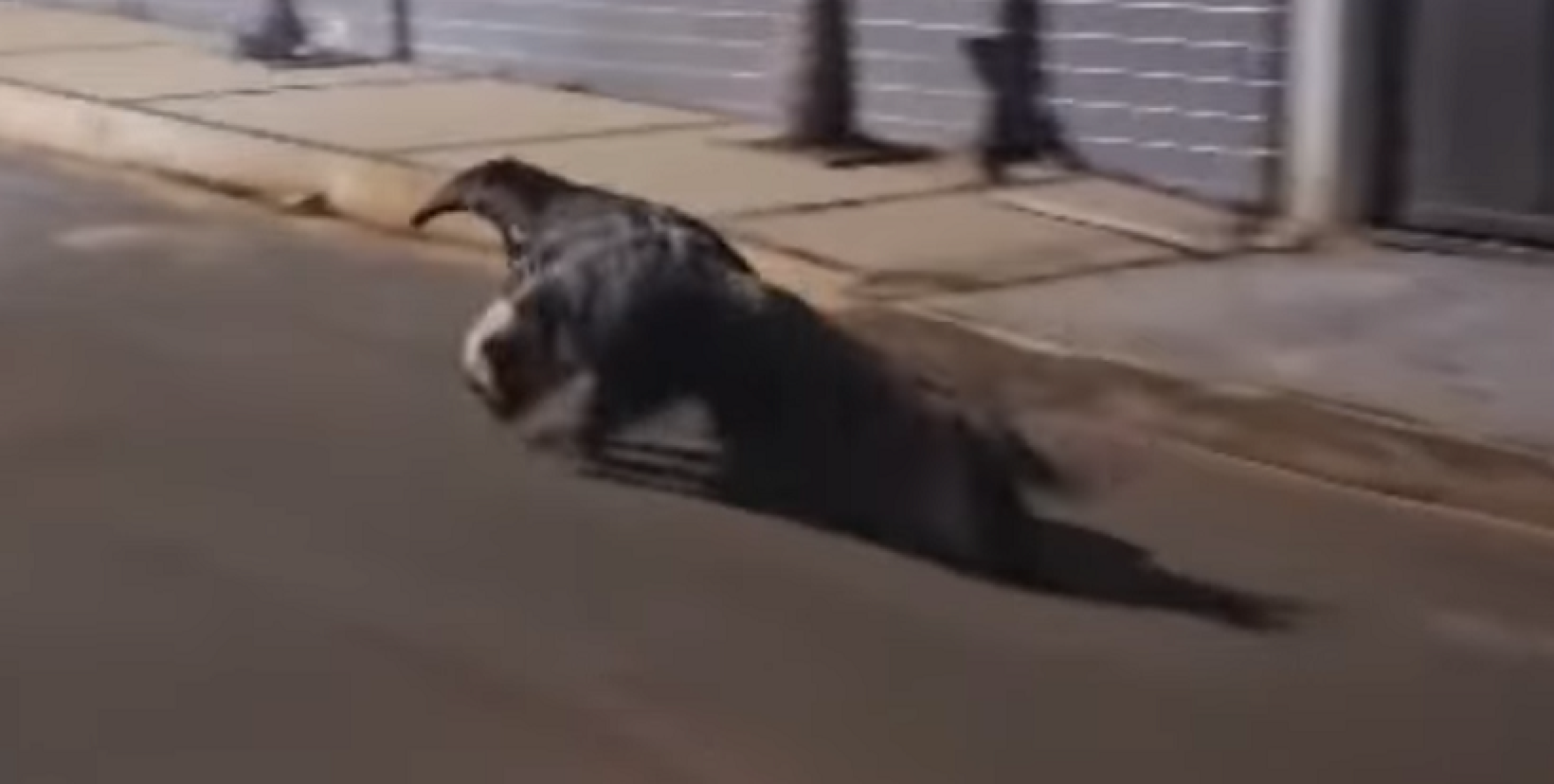 Vídeo: tamanduá-bandeira é flagrado correndo em nas ruas de cidade mineira -  (crédito: ReproduÃ§Ã£o/redes sociais)