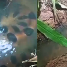 Sucuri gigante é vista em poço em MG e vídeo viraliza - Redes Sociais/Reprodução