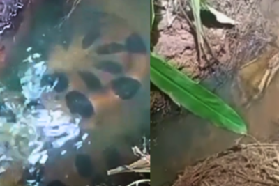 Vídeo, que aconteceu em Santa Vitória (MG) viralizou pelo tamanho da cobra e narração do morador -  (crédito: Redes Sociais/Reprodução)