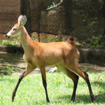 Zoo de BH comemora nascimentos de animais ameaçados de extinção - Suziane Brugnara PBH / Reprodução