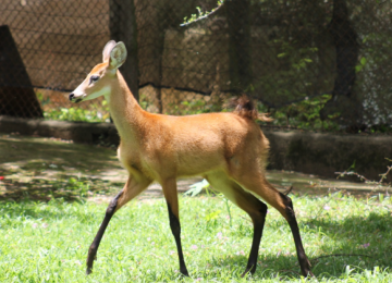 O cervo do pantanal é um dos animais ameaçados de extinção que tiveram filhotes em 2025 -  (crédito: Suziane Brugnara PBH / Reprodução)