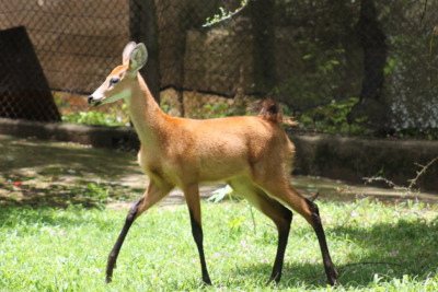 O cervo do pantanal é um dos animais ameaçados de extinção que tiveram filhotes em 2025 -  (crédito: Suziane Brugnara PBH / Reprodução)