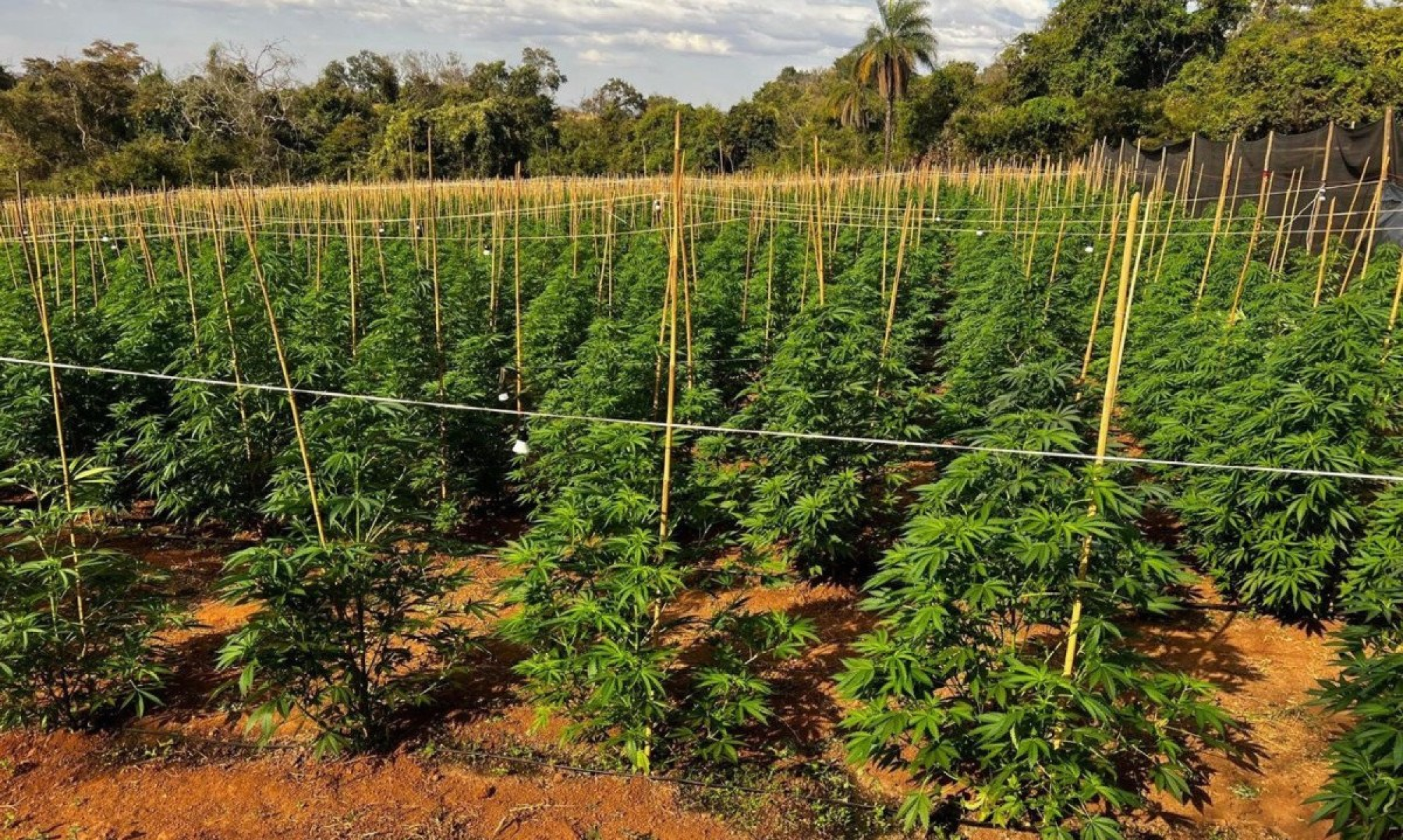 Cinco são indiciados por fazenda de maconha com 6 mil pés - Rede de Noticias