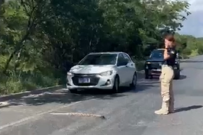 Polícia Rodoviária Federal para trânsito para filhote de jibóia atravessar em BR -  (crédito: PRF/Reprodução)