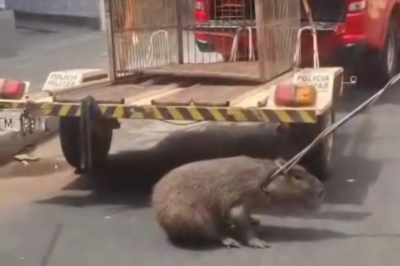 Vídeo: Capivara é encontrada no centro de Tupaciguara -  (crédito: ReproduÃ§Ã£o/redes sociais)