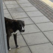 Dupla em moto mata homem e cachorro em ponto de ônibus na Grande BH - Flickr/Reprodução