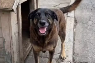 Lei Orelha: projeto busca endurecer punições por maus-tratos a animais