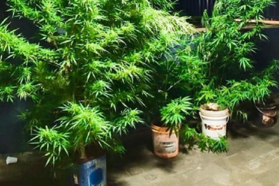 Planta&ccedil;&atilde;o de maconha &eacute; encontrada e dono diz que era para consumo pr&oacute;prio -  (crédito: Divulga&ccedil;&atilde;o/PMMG)