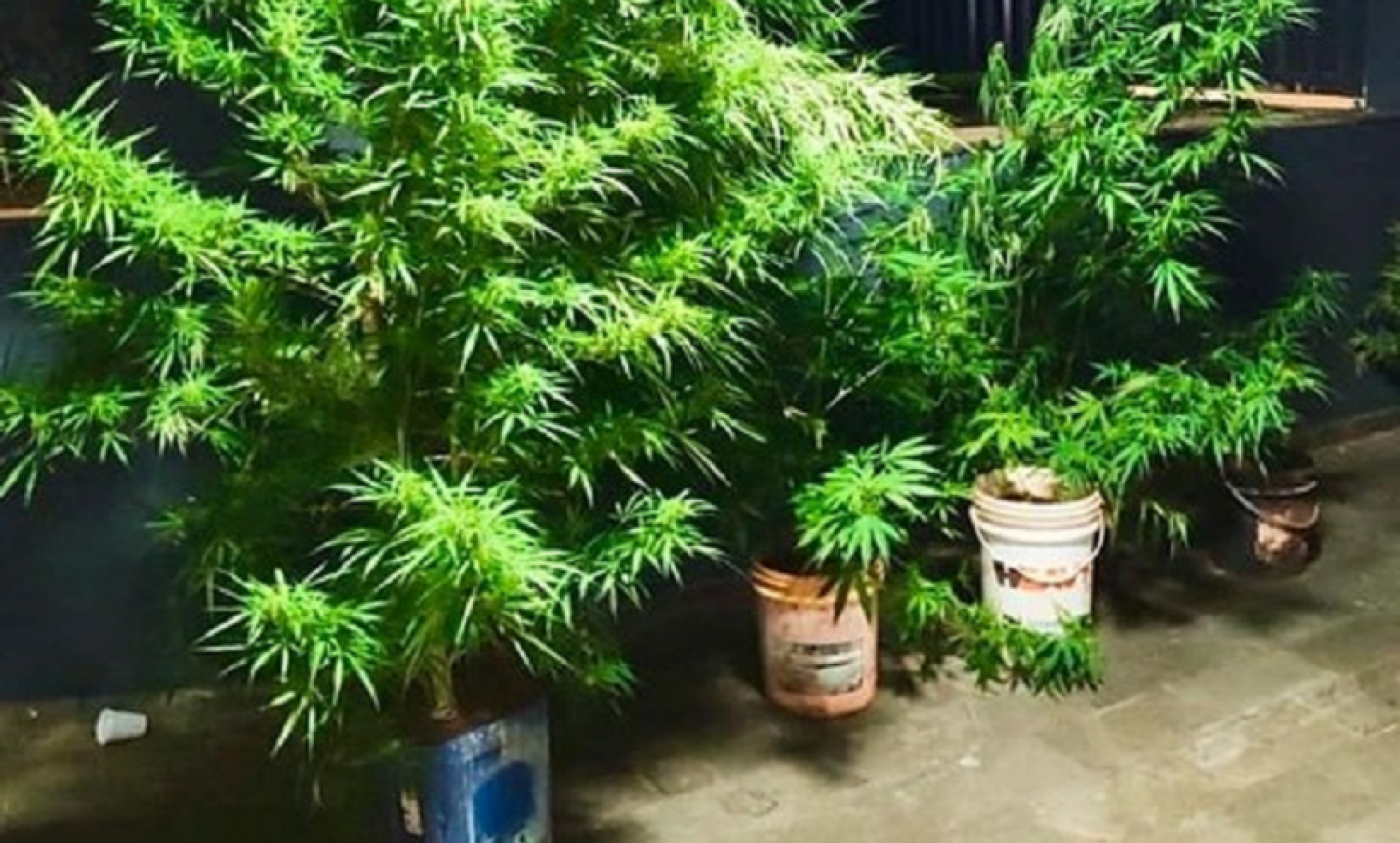 Plantação de maconha é encontrada e dono diz que era para consumo próprio - Divulga&ccedil;&atilde;o/PMMG