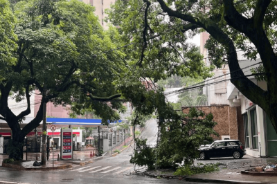 Chuva derruba árvore na Avenida Prudente de Morais  -  (crédito: Edésio Ferreira/EM/D.A Press)