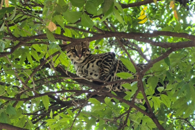 Vídeo: Jaguatirica é encontrada  em árvore de condomínio de Uberlândia -  (crédito: DivulgaÃ§Ã£o/CBMG)