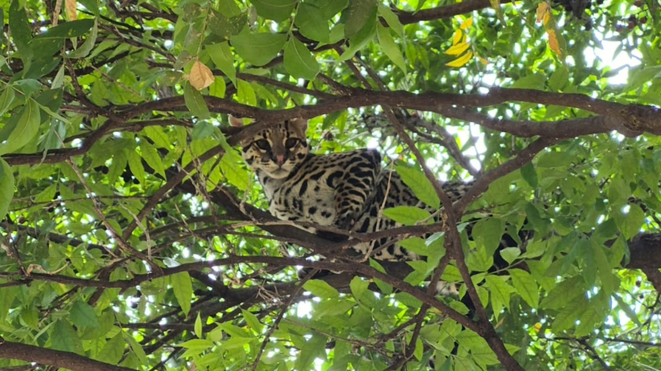 Vídeo: jaguatirica é resgatada em condomínio de Uberlândia - DivulgaÃ§Ã£o/CBMG