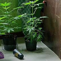 Aluno denuncia cultivo de maconha em moradia estudantil da UFOP - Arquivo pessoal/Reprodução