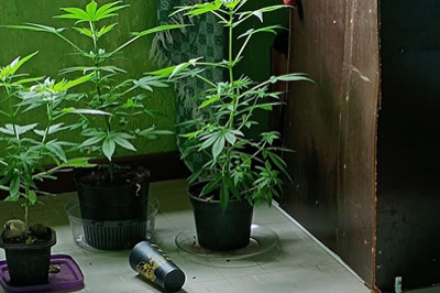 Plantação de maconha na moradia da UFOP; elementos do quarto, como disposição de objetos e padrão de organização, permitiriam identificar o local como pertencente ao estudante denunciado -  (crédito: Arquivo pessoal/Reprodução)