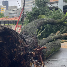 Árvore que caiu no Centro-Sul de BH deixa mais de 200 imóveis sem luz - Corpo de Bombeiros/Reprodução