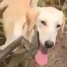 Cachorro cai de barranco e, após três dias, é resgatado na Grande BH - CBMMG / Reprodução 