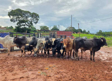 Parte de rebanho furtado &eacute; encontrado e esquema de repasse &eacute; descoberto -  (crédito: PCMG/Divulga&ccedil;&atilde;o)